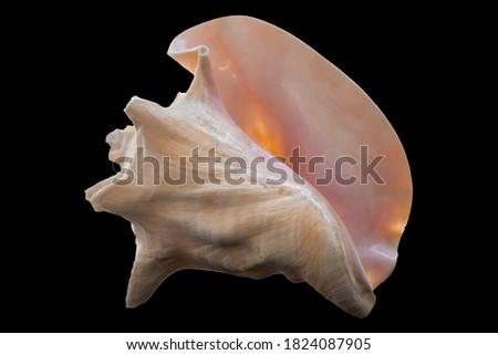Bahama Queen shell on black background