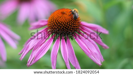 Close up veiw of echinacea with honey bee. Photo with copy space. Banner size 