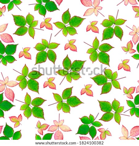 Seamless pattern of leaves on a white background. Autumn leaves of blackberry. Red and green leaves pattern