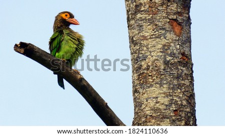 Portrait of an exotic bird. A large green barbet sits on a branch of a thick tree. Image with selective focus, noise effects and toning.