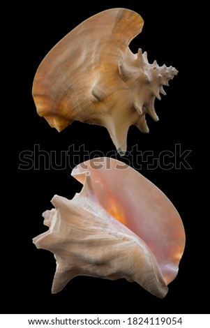 Bahama Queen shells on black background