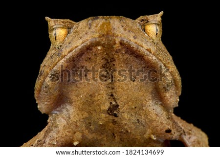 Short-horned Asian horned frog (Xenophrys aceras) Royalty-Free Stock Photo #1824134699
