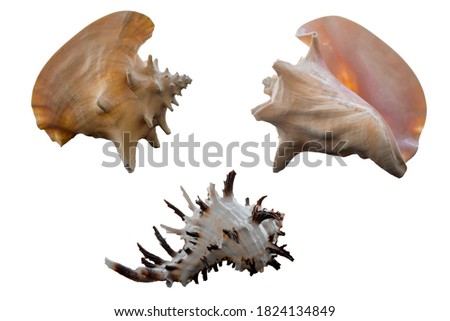 set of shells on white background
