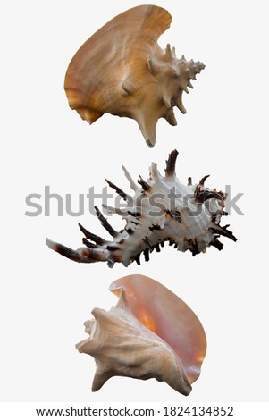 set of shells on white background