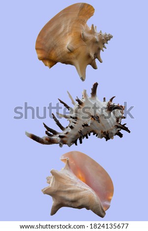 Bahama Queen shells on blue background