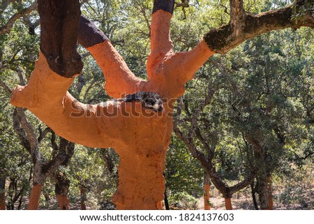 Stock photo of a detail of an old cork tree after the extraction of its cork in a natural park