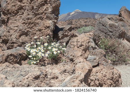 Chamomile flowers grow among the rocks on the blurred background of the Teide volcano. Stock photo