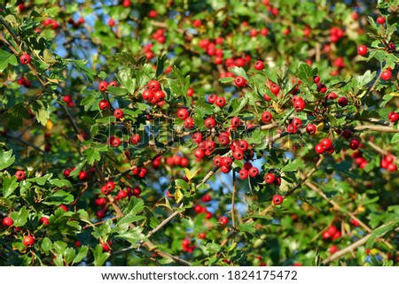 Red fruits of Midland hawthorn in golden sunlight, Natural Wallpaper Background