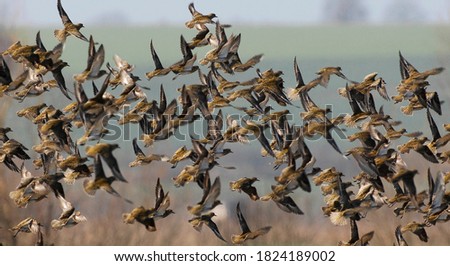 golden plover, bird while foraging, nature, wild, bird,  Royalty-Free Stock Photo #1824189002