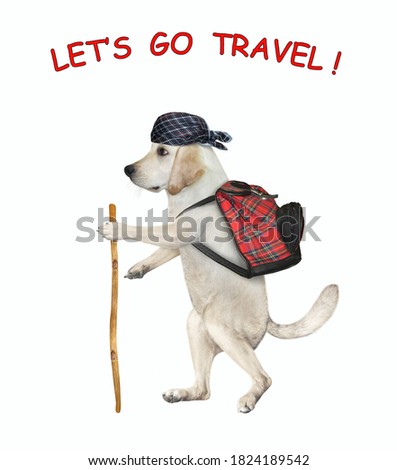 A dog tourist in a bandana with a backpack and a stick is hiking. Let's go travel. White background. Isolated.