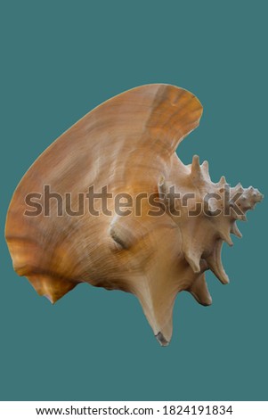 Bahama Queen shell on blue background