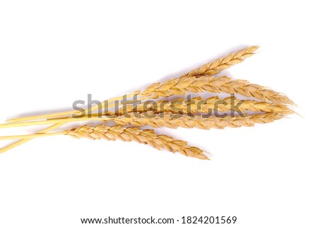 a bright closeup of a bunch of golden ripe dinkel hulled wheat Spelt Spelt (Triticum spelta dicoccum) rye grain relict crop health food ready for harvest isolated on white Royalty-Free Stock Photo #1824201569