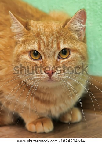 beautiful ginger shorthair big-eyed cat