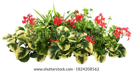Cut out red flowers. Flower bed isolated on white background. Bush for garden design or landscaping. High quality clipping mask. Royalty-Free Stock Photo #1824208562