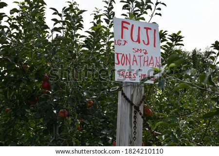 Apples hanging from trees in an orchard. A sign reads: “Fuji Jonathan trees mixed.” Picture taken in St. Charles, Missouri.