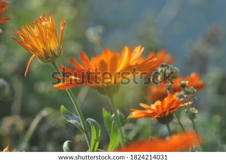 orange calendula flower on the background of nature