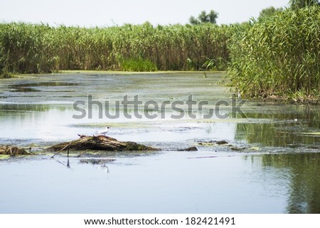 Landscape with waterline, birds, reeds and vegetation in Danube Delta, Romania 