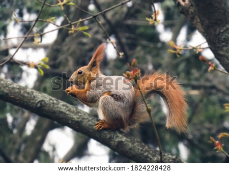 A squirrel on a tree with a nut sits on a tree in the park.    