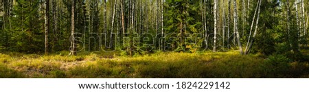 wide panoramic view of a beautiful mixed birch-spruce forest with grass in the foreground and lateral sunlight in warm September weather Royalty-Free Stock Photo #1824229142