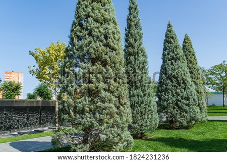Close-up of trimmed Arizona cypress (Cupressus arizonica) 'Blue Ice' in city park Krasnodar. Public landscape 'Galitsky park' for relaxation and walking in sunny autumn September 2020 Royalty-Free Stock Photo #1824231236