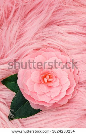 Pink camellia full bloom on fur cloth. Rose camellia flower on fluffy fur fabric, trendy fashion backdrop 