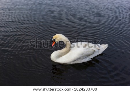 Swan of swimming Lake in Hyde Park, London on cloudy day in winter