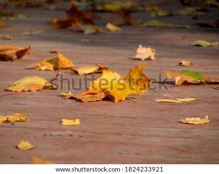Autumn yellow leaves lie on the wooden floor on the veranda of the house. Sunny day.