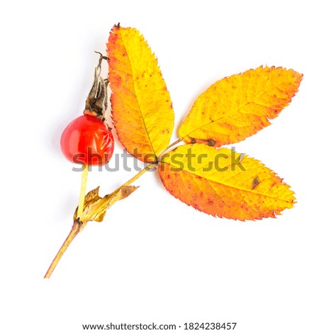 Rosehip branch with autumn leaves and ripe berries, close-up, top view.