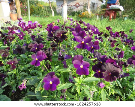 beautiful purple flowers (viola)  in the summer garden were captured on camera close up