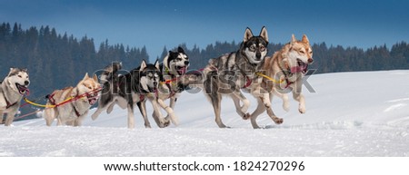 sportive dog team is running in the snow Royalty-Free Stock Photo #1824270296