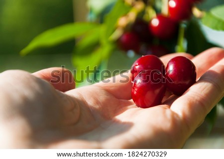 A handful of ripe cherries wet after rain on an open palm with selective focus on berries.
