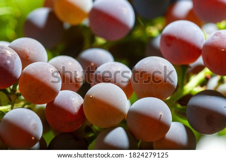Close-Up Of Grapes Growing At Vineyard