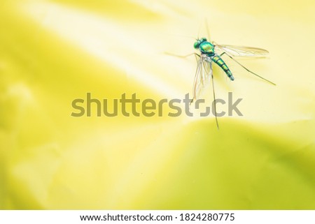 Insects macro photography (Butterflies, Spiders & Flies)