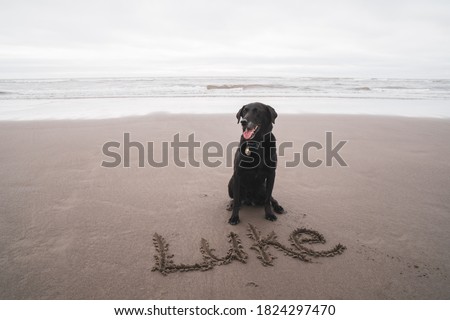 Black Labrador retriever dog sits on an Oregon beach, with his name Luke written in the sand Royalty-Free Stock Photo #1824297470