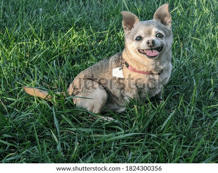 Happy dog. Small mixed breed dog smiles in the grass