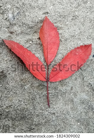 Autumn red leaf lying on the concrete floor