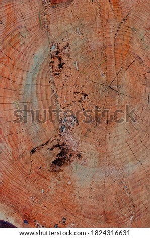 The inside and rings of a tree cut with a saw