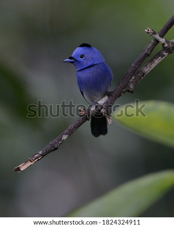 BLACK-NAPED MONARCH PHOTOGRAPHED IN MALAYSIA