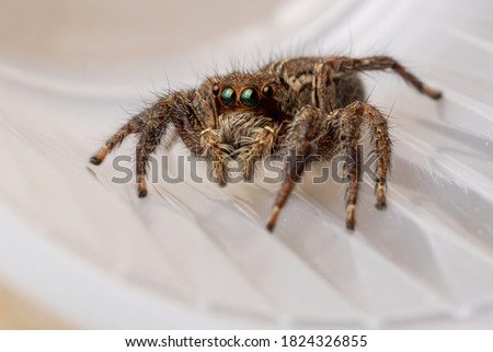 Pantropical Jumping Spider of the species Plexippus paykulli