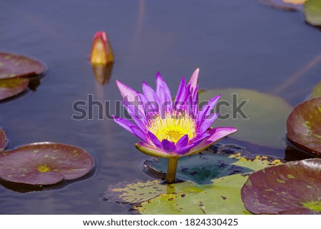 Pink lotus flower in the lake.