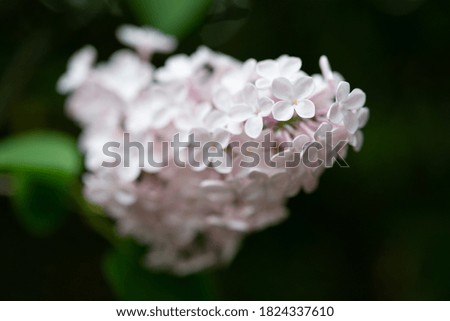 Light pink lilac flowers at park on spring season.
