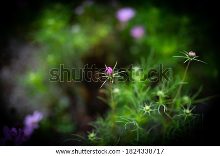 Single violet flower  petal in the middle of the image surrounded by out of focus leaves.