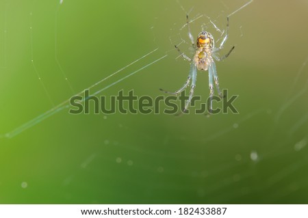 Orchard Orb Weaver Spider hanging upside down on it's web