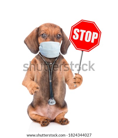 Dachshund puppy dressed like a doctor with medical protective face mask and stethoscope shows stop sign. Isolated on white background
