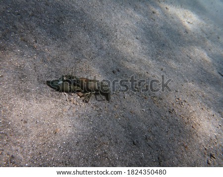 Crawfish (crawdads), as seen underwater in Lake Tahoe