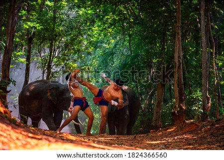 Crocodile kick strikes the tail. Thai boxers are fighting in a jungle with elephants. Boxing Fighting with elephants is the background. Surin, Thailand.