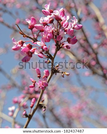 Flowering Western Redbud Tree Royalty-Free Stock Photo #182437487
