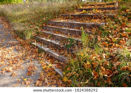 steps covered with red autumn leaves