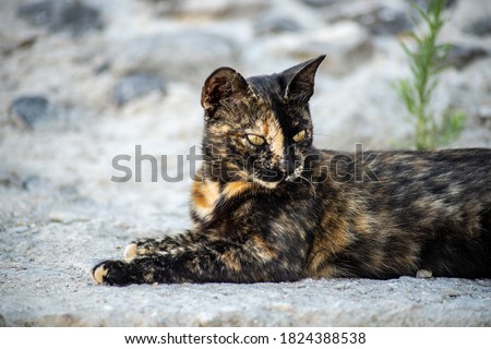 Closeup of a gold and black cat with yellow eyes lying on a stone floor
