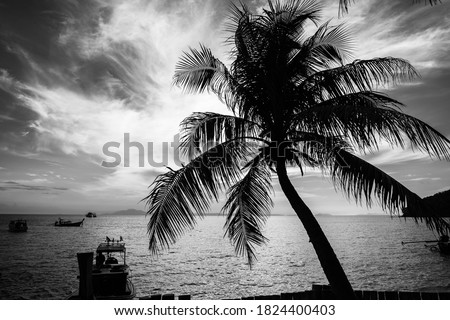 Palm tree at the beach, Black and white picture. Summer background.
